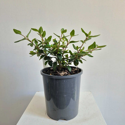 A small potted green leafy plant in a dark gray nursery pot, displayed on a white surface against a plain light gray wall.