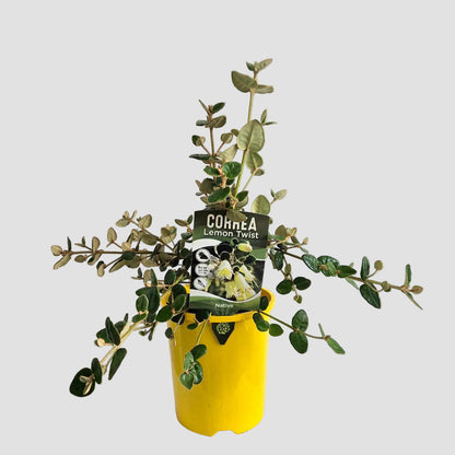 A potted Cointrea Lemon Twist plant with variegated green and cream leaves, in a bright yellow plastic pot with its retail tag still attached, displayed on a white pedestal against a light gray background.