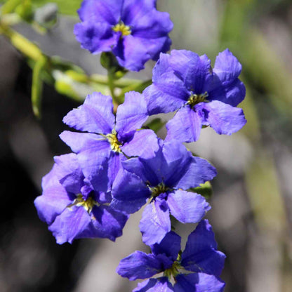 Dampiera diversifolia - Ground Cover Plant