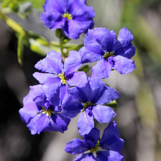 Dampiera diversifolia - Ground Cover Plant