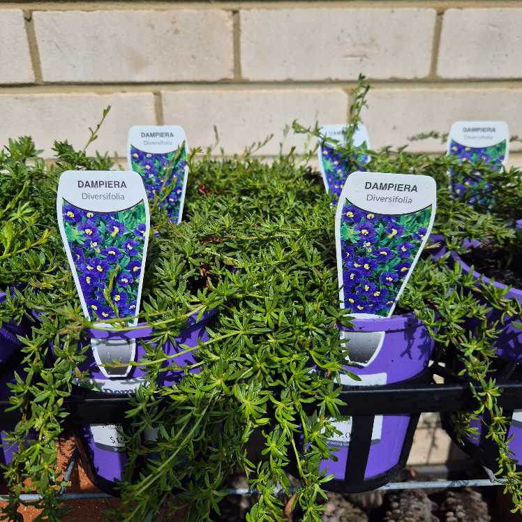 Plants in pots with labels on a metal tray against a brick wall.