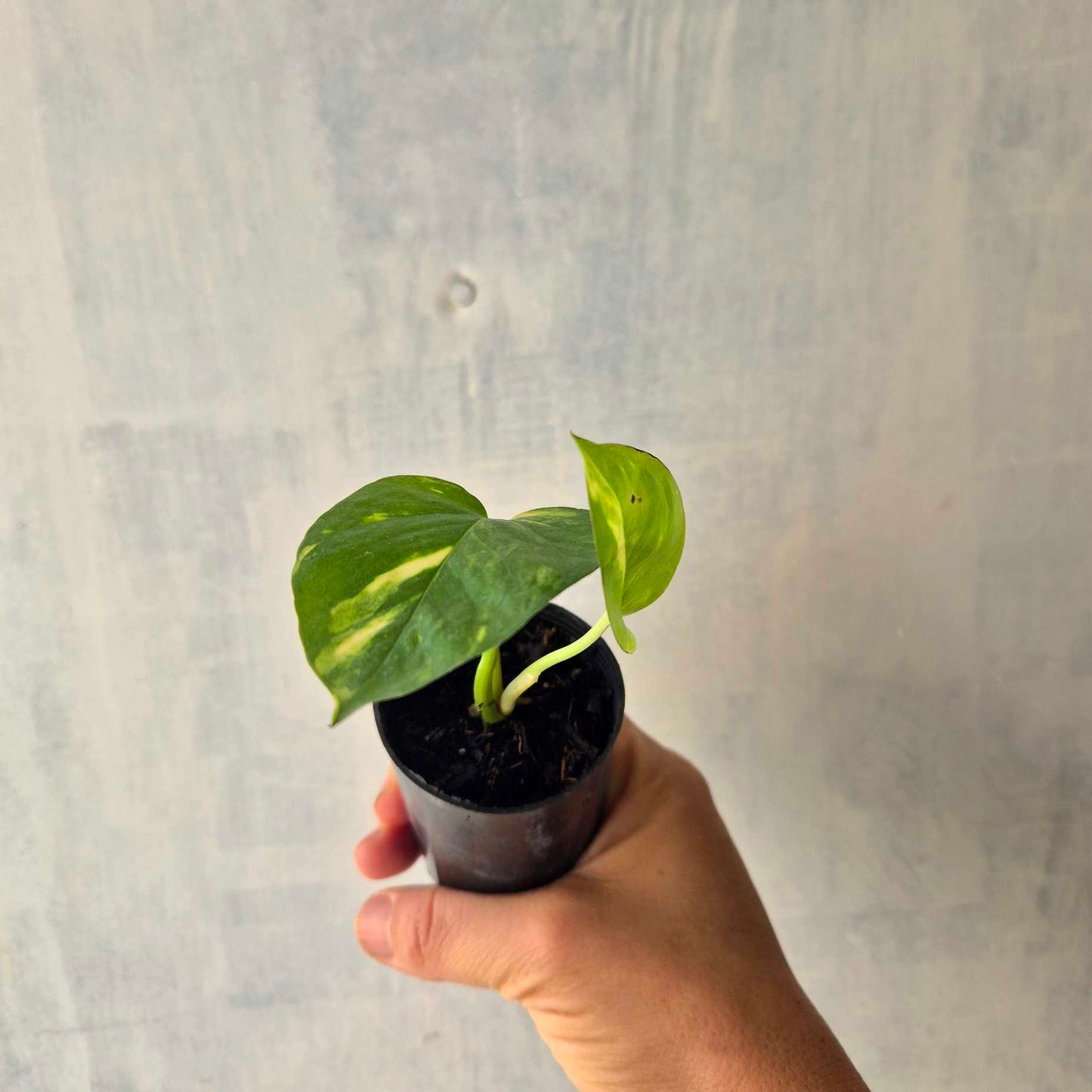 Hand holding a small potted plant against a light gray background