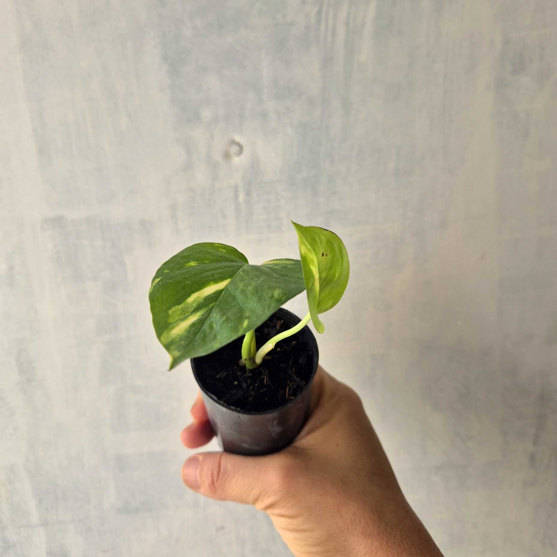 Hand holding a small potted plant against a light gray background