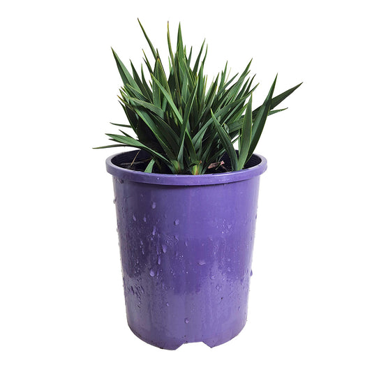 Little Rev™ Dianella revoluta
