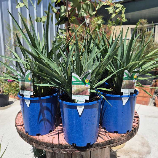 Three potted plants in blue pots on a wooden stand outdoors.