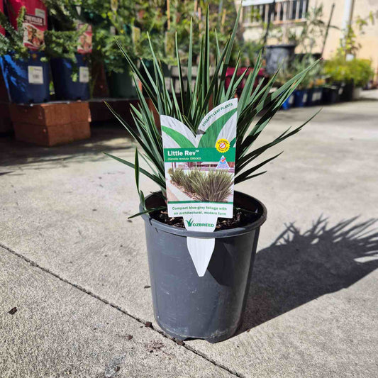 A potted ornamental grass plant labeled 'Little Rey' in a black nursery pot, photographed outdoors on a concrete surface with garden center background elements visible.