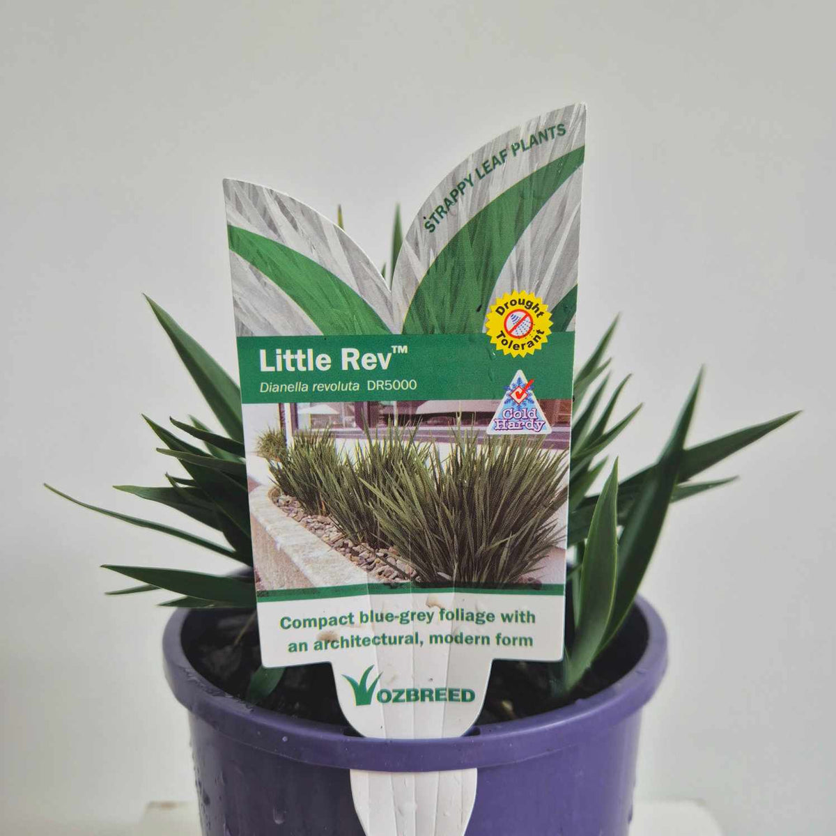 A potted Little Rev plant by Ozbreed, featuring a purple plastic pot and a green and white product tag, set against a plain light gray background.