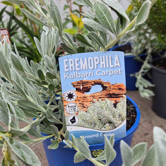 Eremophila Kalbarri Carpet plant with a label in a pot
