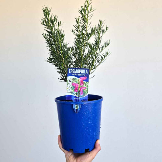Eremophila Wild Berry | Emu Bush