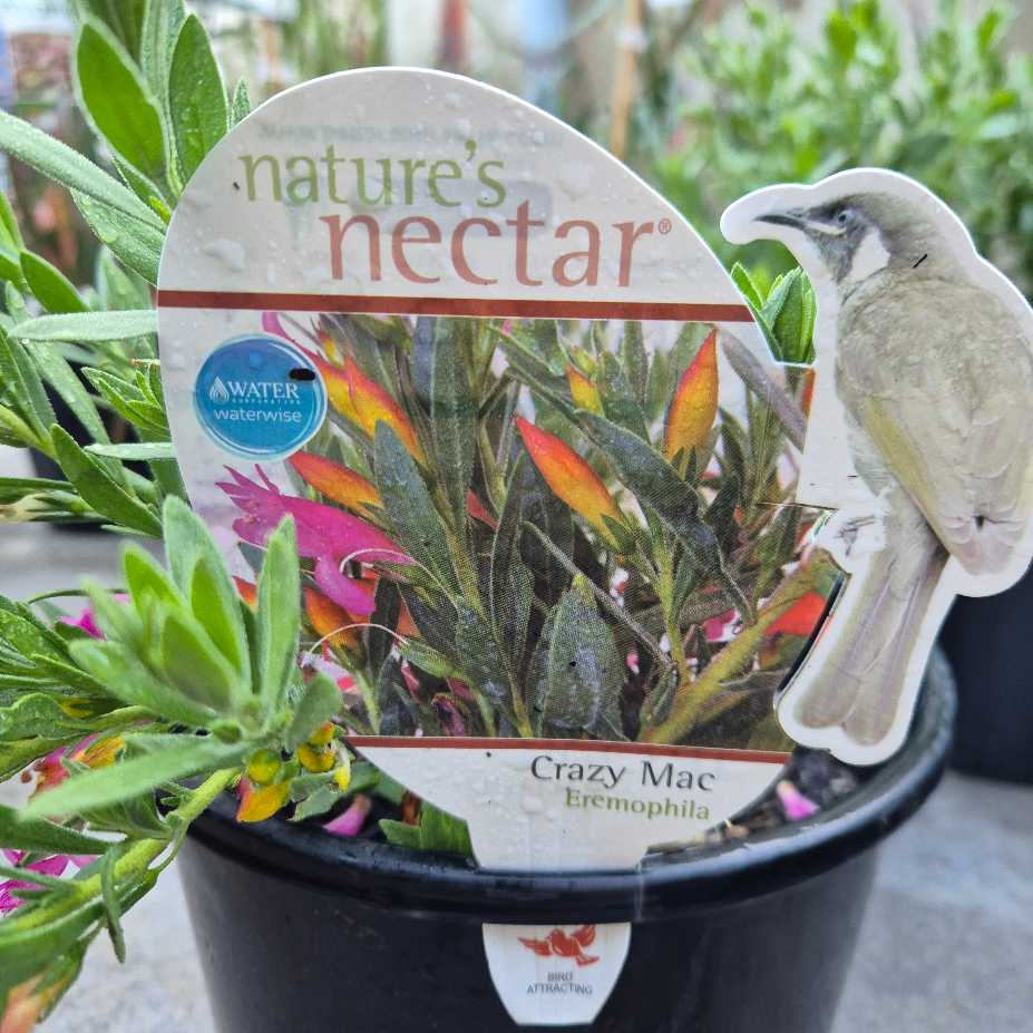 Potted plant with 'nature's nectar' label and bird illustration