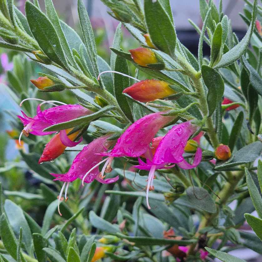 Close-up of pink flowers with green leaves