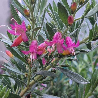 Close-up of pink flowers with green leaves on a blurred background