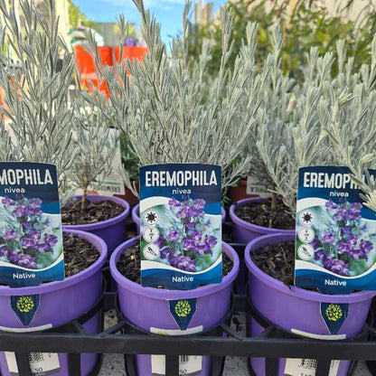 Potted plants with Eremophila labels in a garden setting