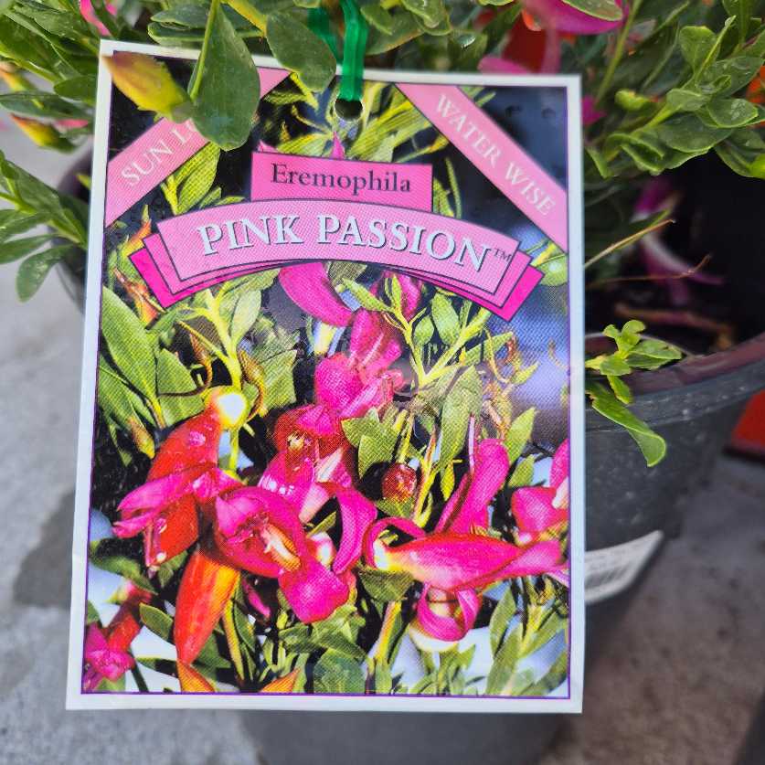 Eremophila Pink Passion plant tag with pink flowers and green leaves.