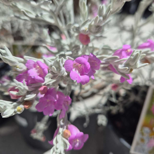 Close-up of a plant with pink flowers and grayish leaves.