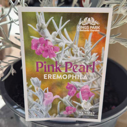 Plant label for 'Pink Pearl Eremophila' with Kings Park Botanic Garden branding.