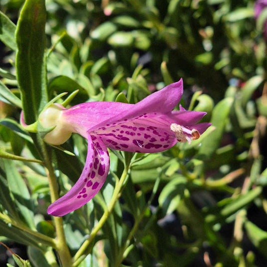 Pink purple flower with spotted pattern on a green leafy background