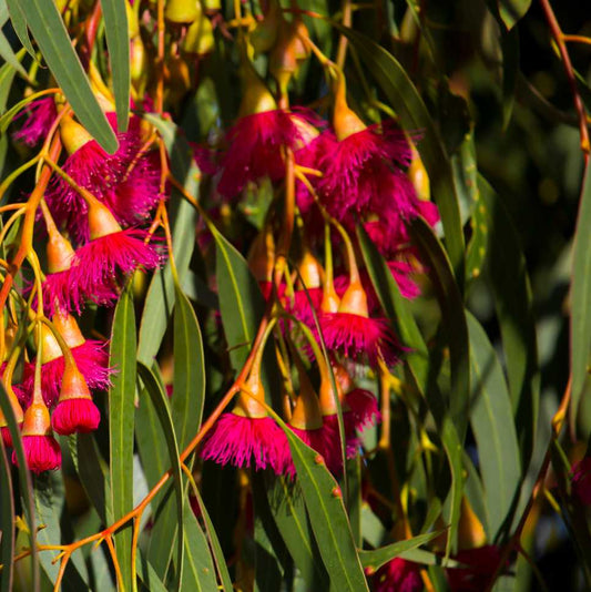 Yellow Gum - Eucalyptus leucoxylon rosea