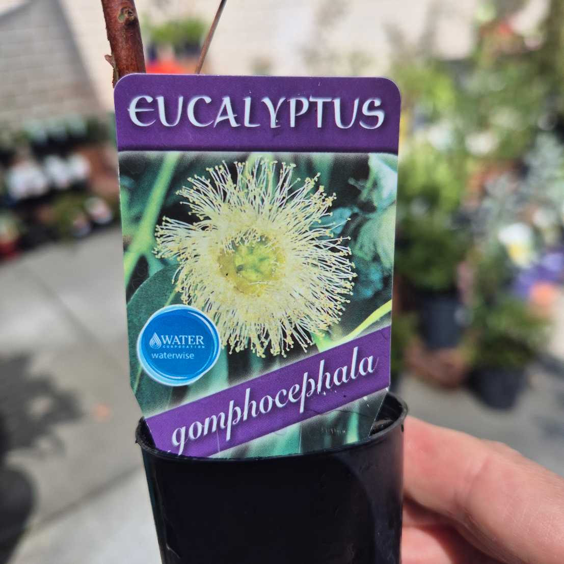 Eucalyptus gomphocephala plant in a pot with a label showing the plant name and care instructions.