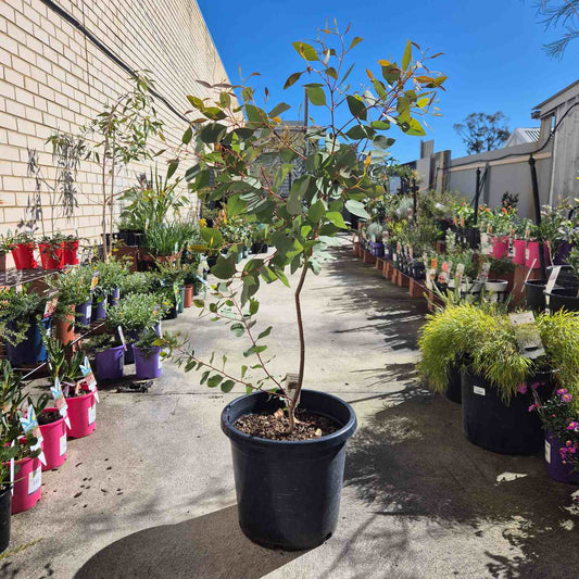 A small potted tree with green leaves and a thin brown trunk, planted in a large black nursery pot, photographed outdoors in a row of potted plants between brick and concrete walls under a blue sky.
