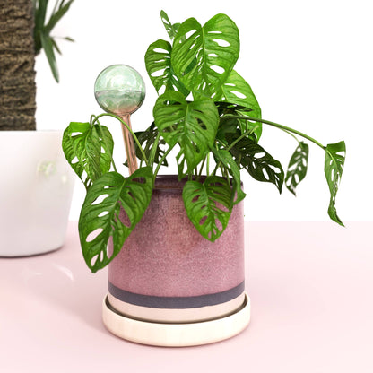 Self-Watering Plant Globe