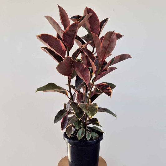 The Ficus elastica 'Ruby' - Variegated Rubber Tree