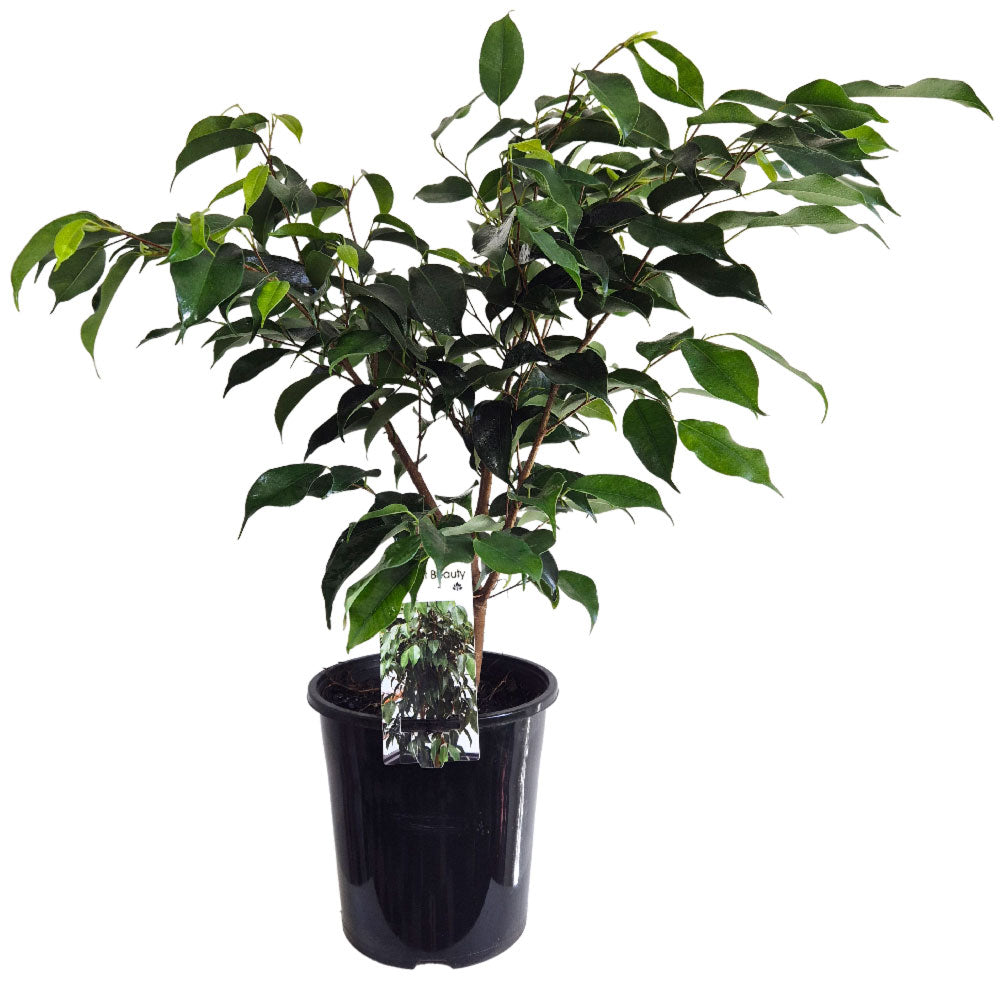 Ficus Midnight Beauty
