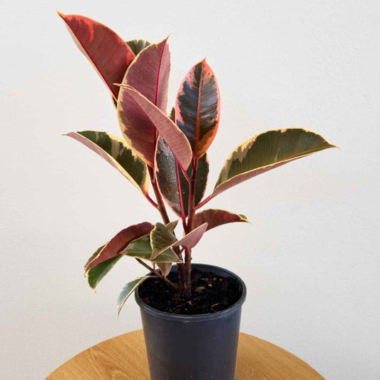The Ficus elastica 'Tineke' - Variegated Rubber Plant