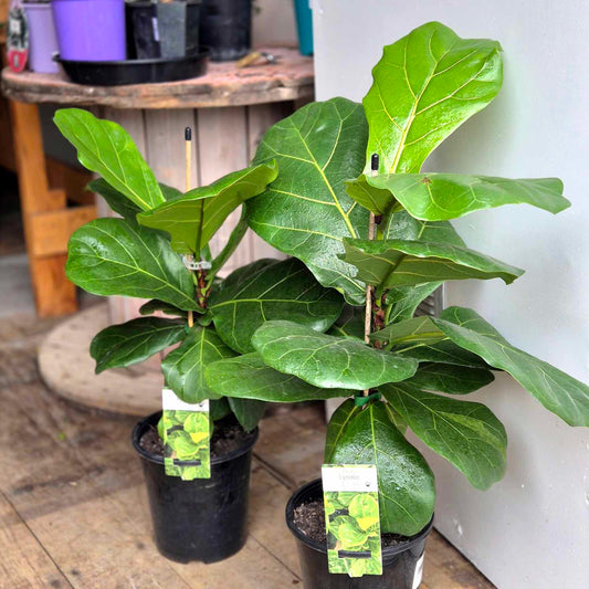 Two potted fiddle leaf fig plants on a wooden floor with a white wall in the background.