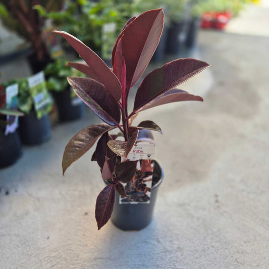 Small potted plant with purple leaves on a concrete surface
