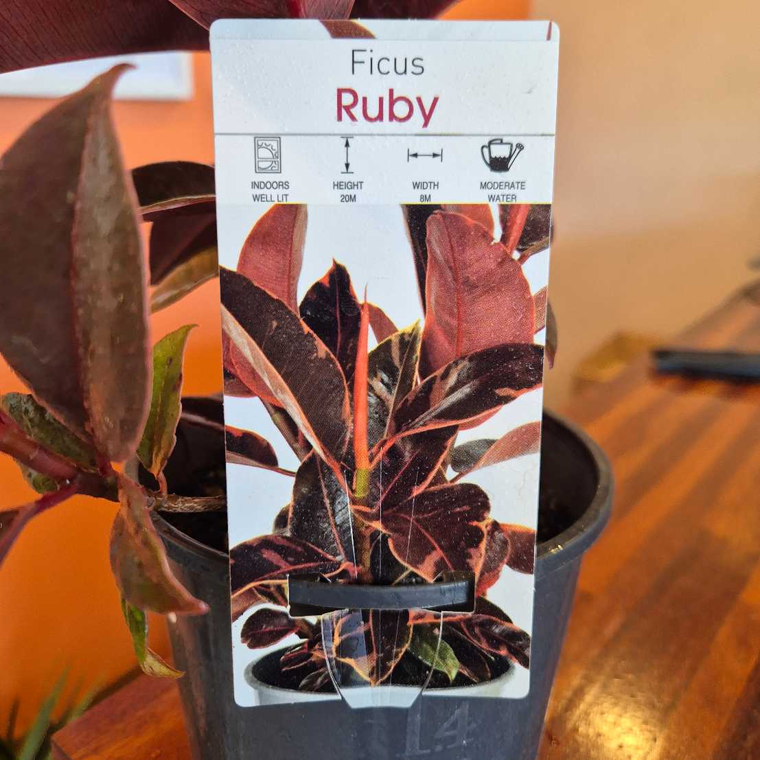 Ficus Ruby plant label with a pot of the plant on a wooden surface