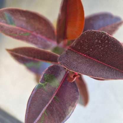 Close-up of purple and red leaves with a blurred background