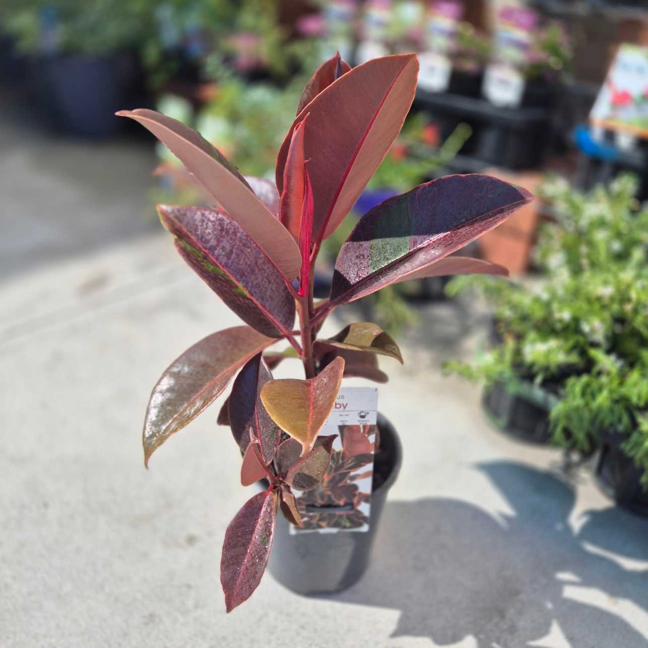 Potted plant with purple leaves in a garden setting