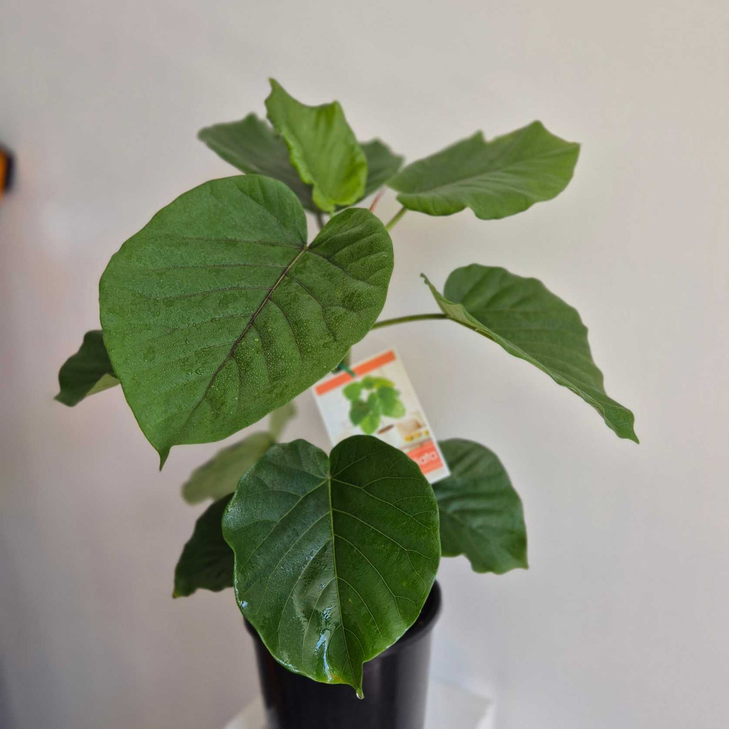 Potted plant with large green leaves on a neutral background