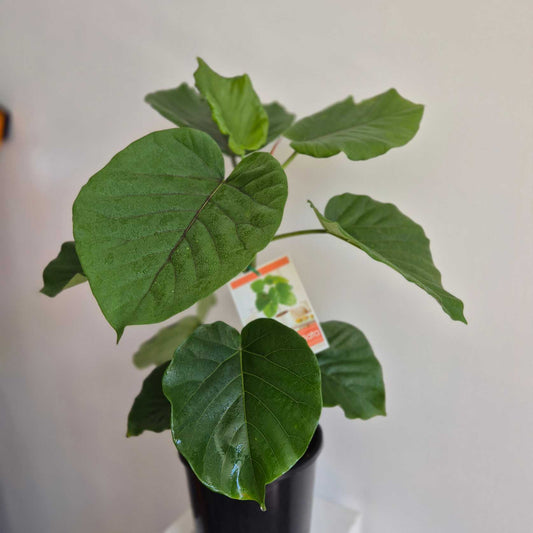 Potted plant with large green leaves on a neutral background