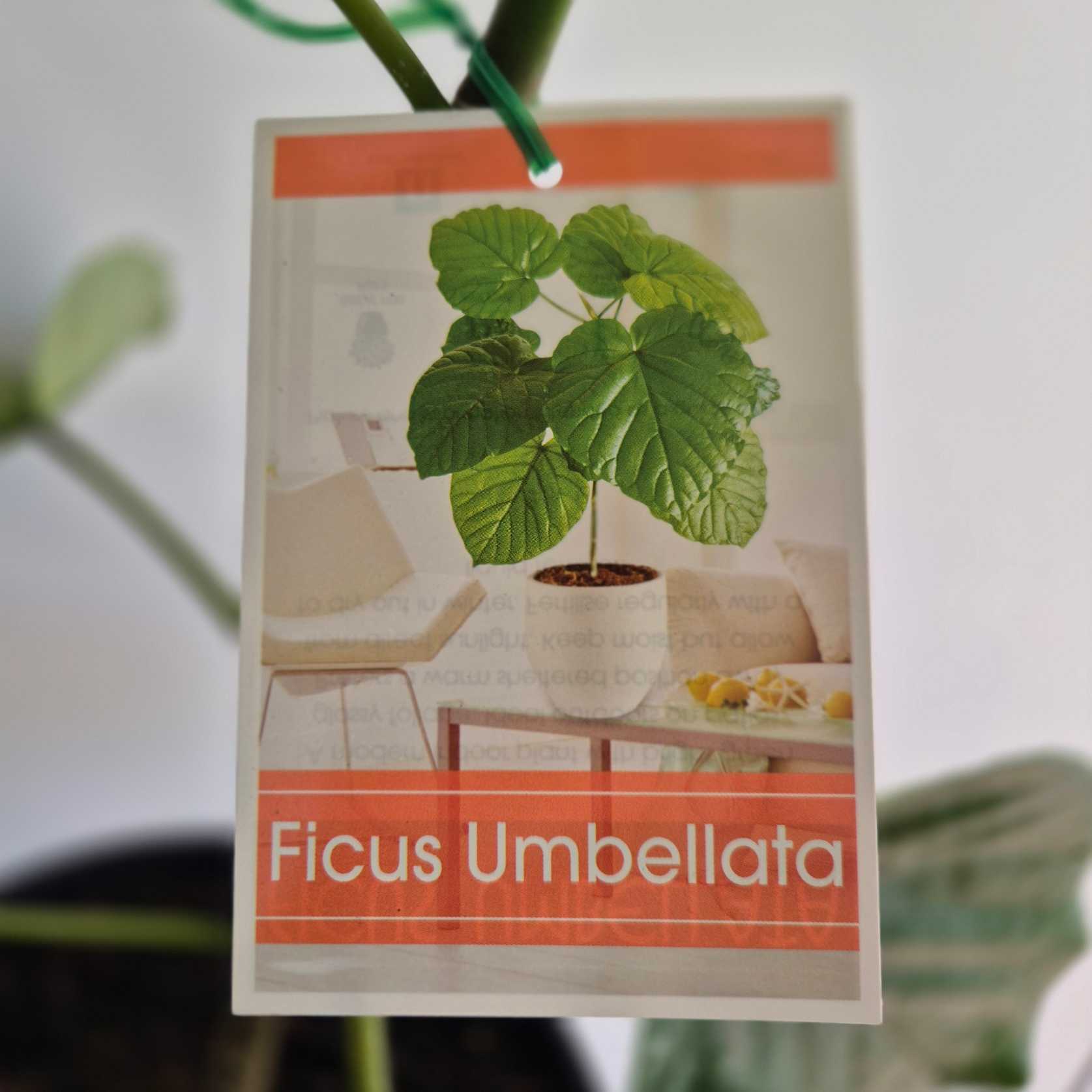 ficus umbellata close up label blurred background