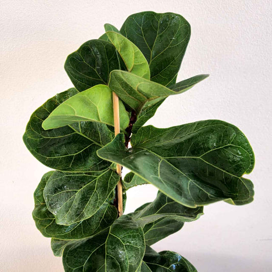 Close up of fiddle leaf fig bambino laves against a white background.