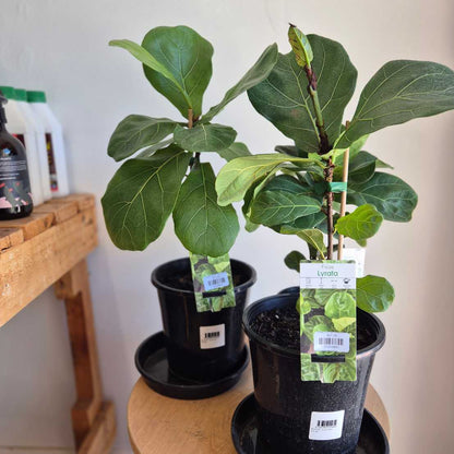Two potted fiddle leaf fig plants on a wooden surface with a white wall background.
