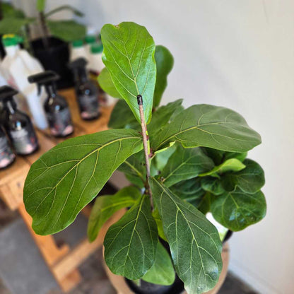Close-up of a green leafy plant with a blurred background of bottles on a shelf.