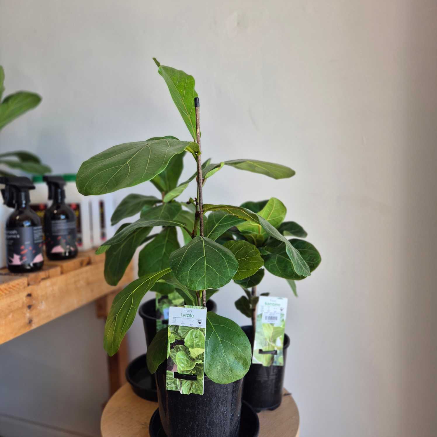 Potted plants with labels on a wooden shelf against a white wall.
