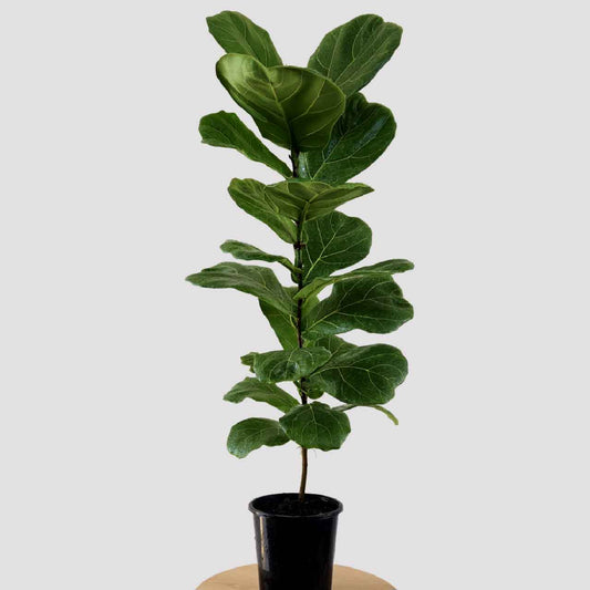 Fiddle Leaf Fig Indoor Plant