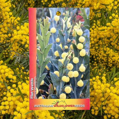 A vertical gardening guide titled 'Australia Wildflower Seeds' by Flat World, featuring a cover with yellow flowers and green leaves, set against a background of blooming yellow mimosa flowers.