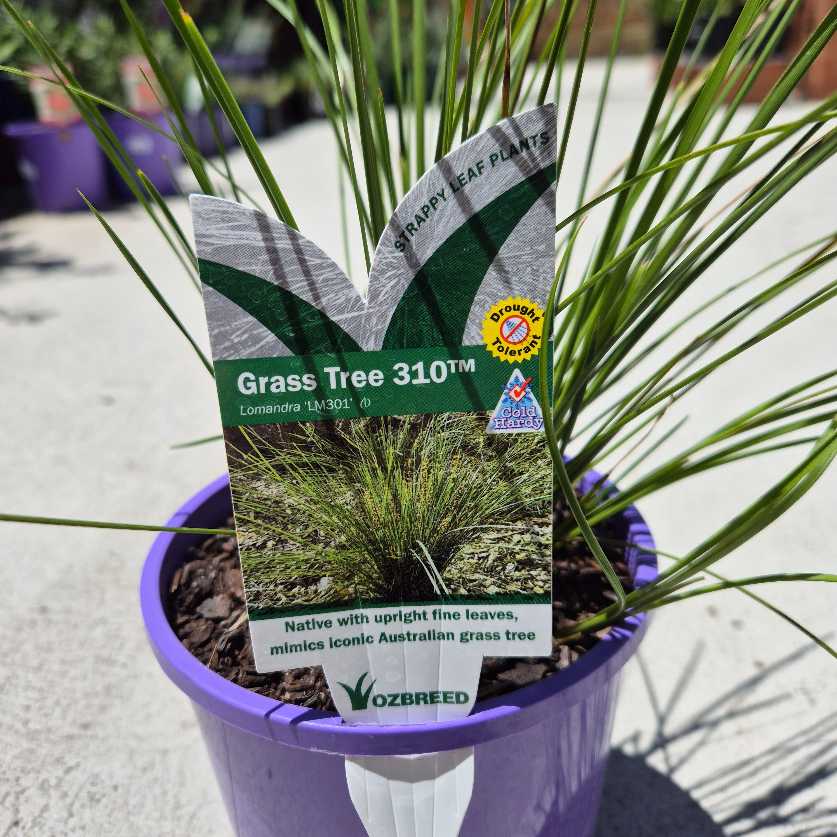 Potted plant with a 'Grass Tree 310' label on a concrete surface