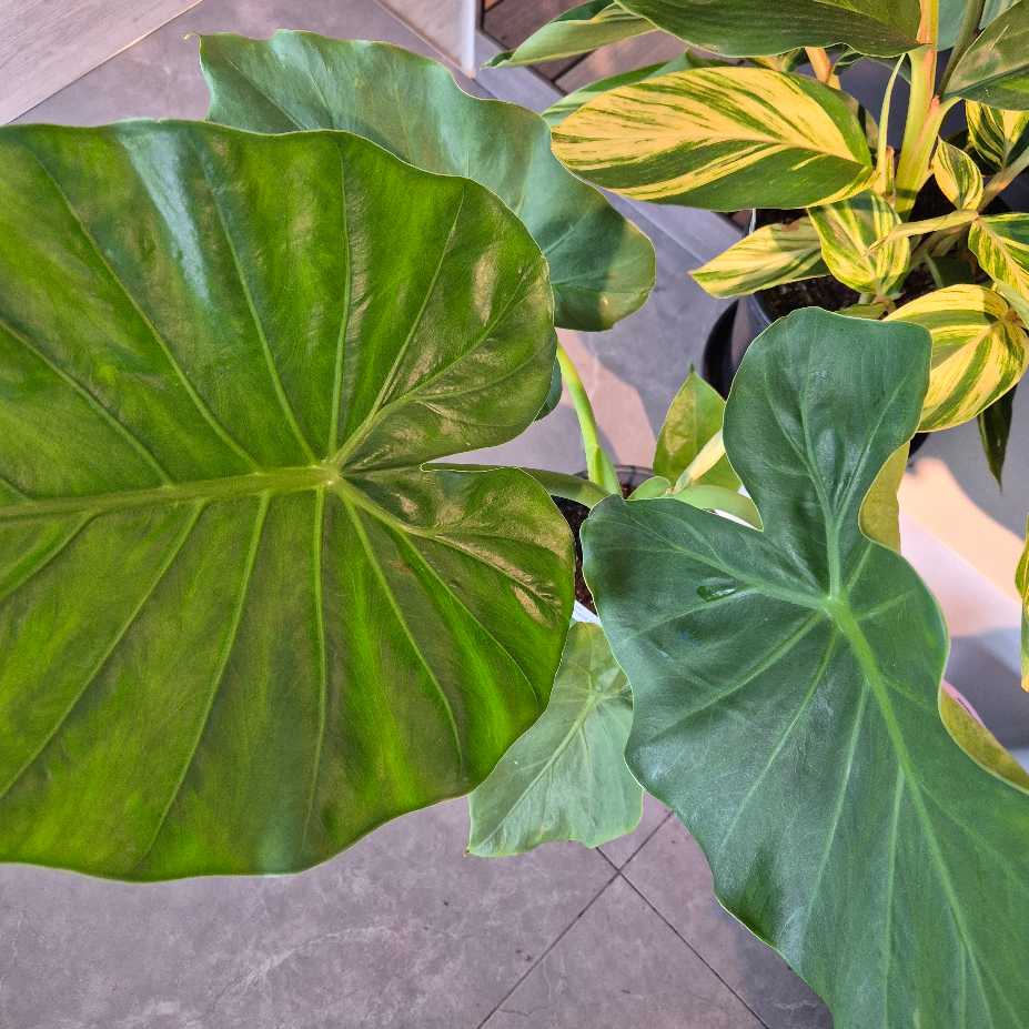 Close-up of large green leaves with a blurred background