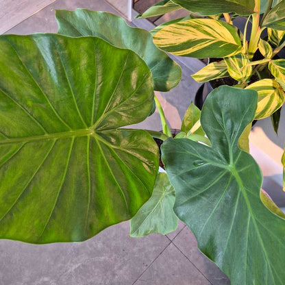 Close-up of large green leaves with a blurred background