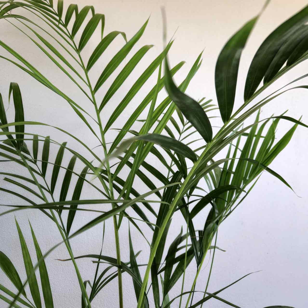 Golden Cane Palm - Dypsis lutescens
