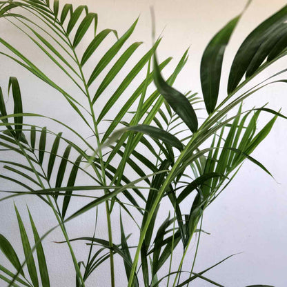 Golden Cane Palm - Dypsis lutescens