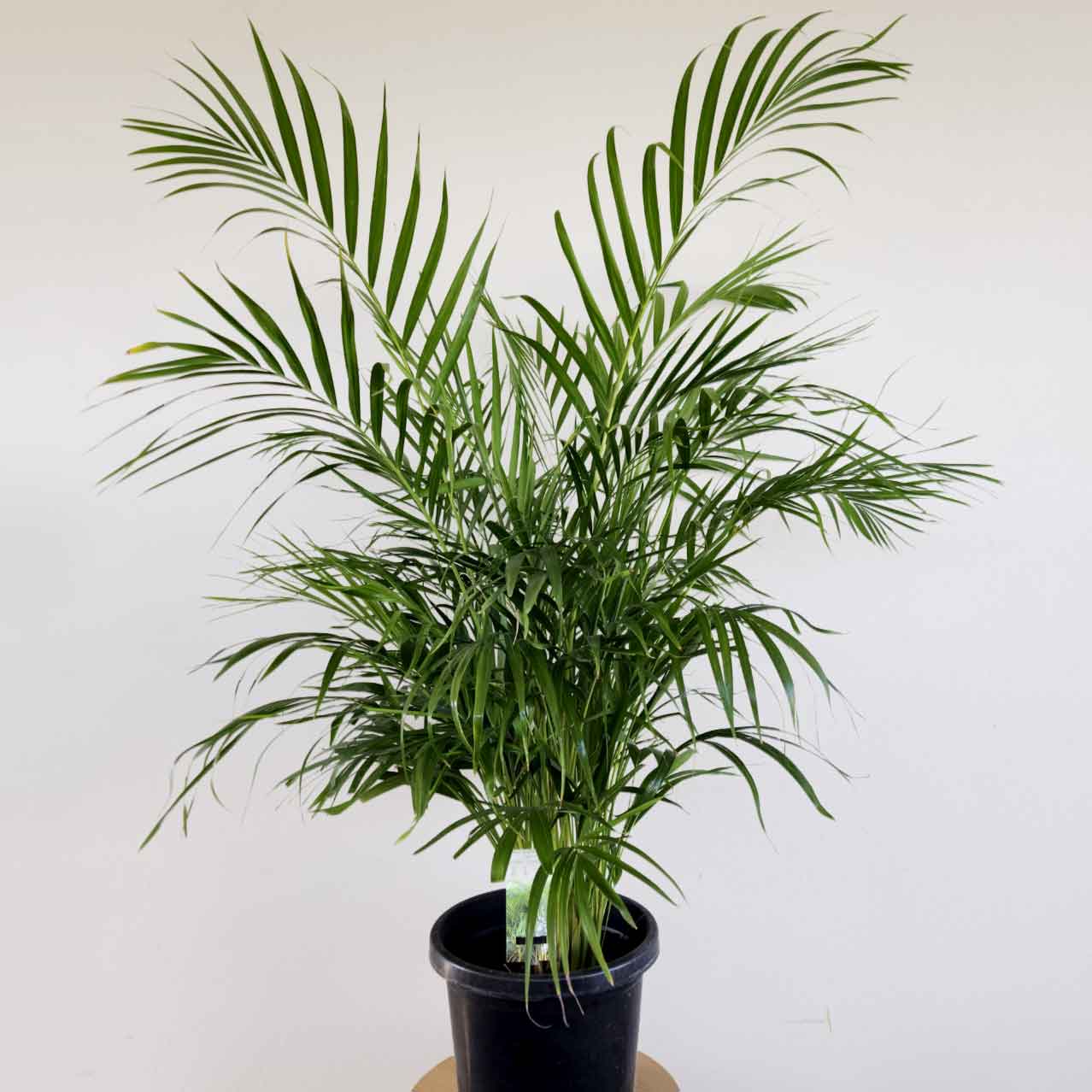Golden Cane Palm - Dypsis lutescens
