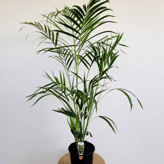Golden cane palm tree in a black pot on a wooden table against a white background.
