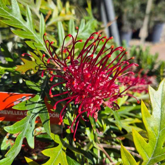 Close-up of a red flower with green leaves in a garden setting